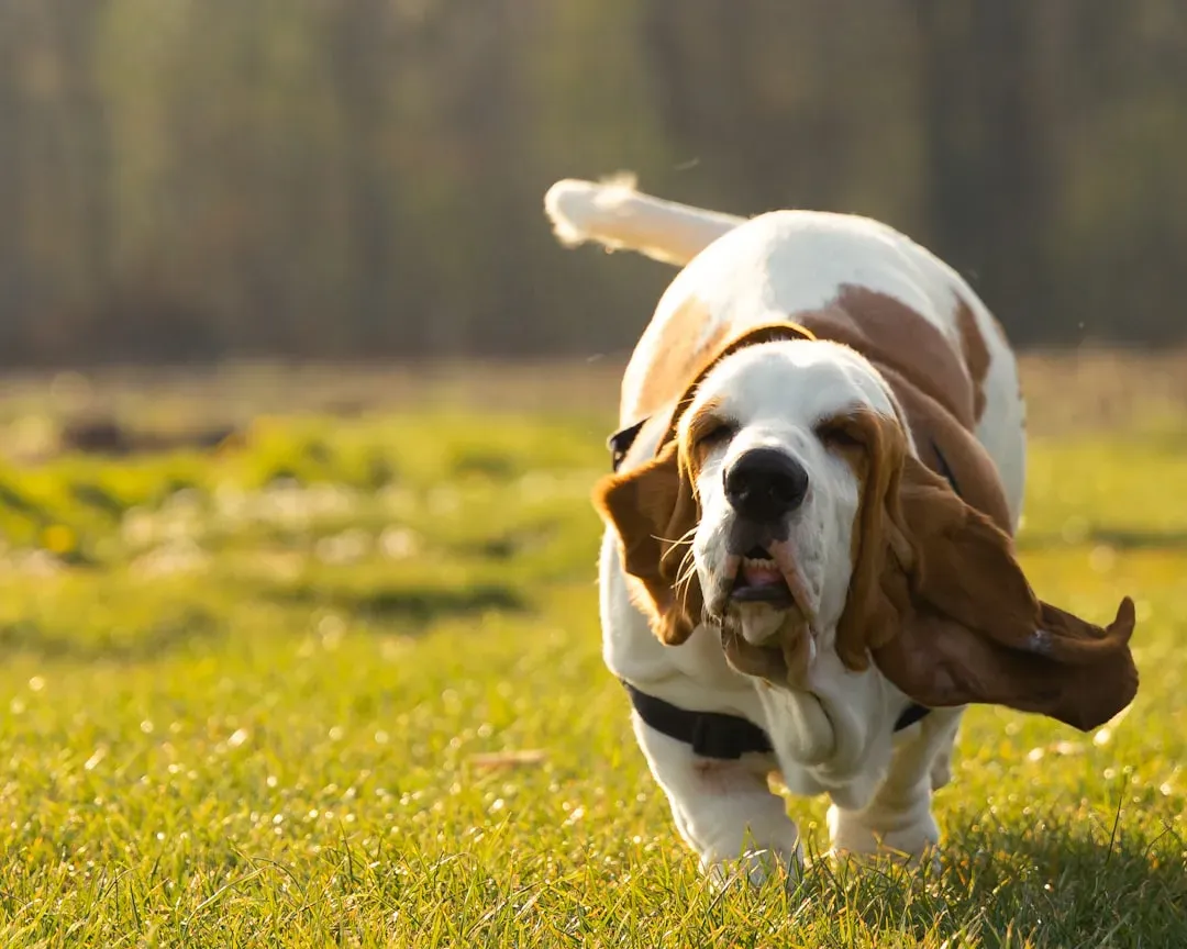 Basset Hound: Slow Learners with Stubborn Charm (Image Credits: Unsplash)