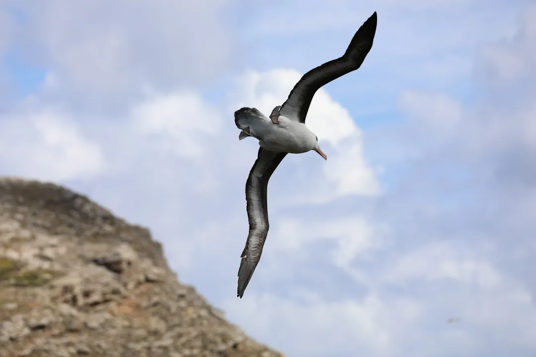 Enter the Grey-Headed Albatross (Image Credits: Unsplash)