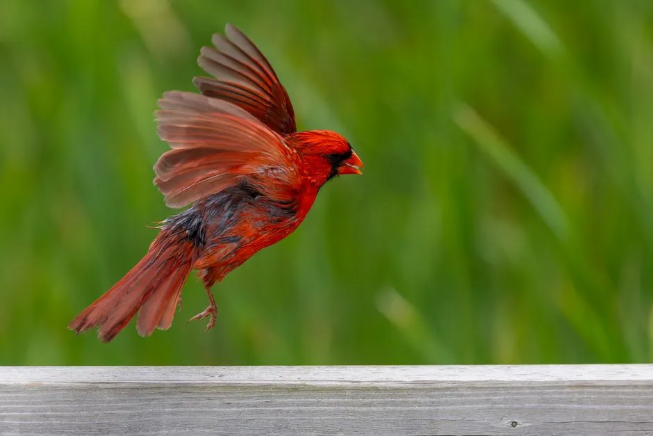 Can the tapping mean something other than territory or symbolism? (Image Credits: Pexels)