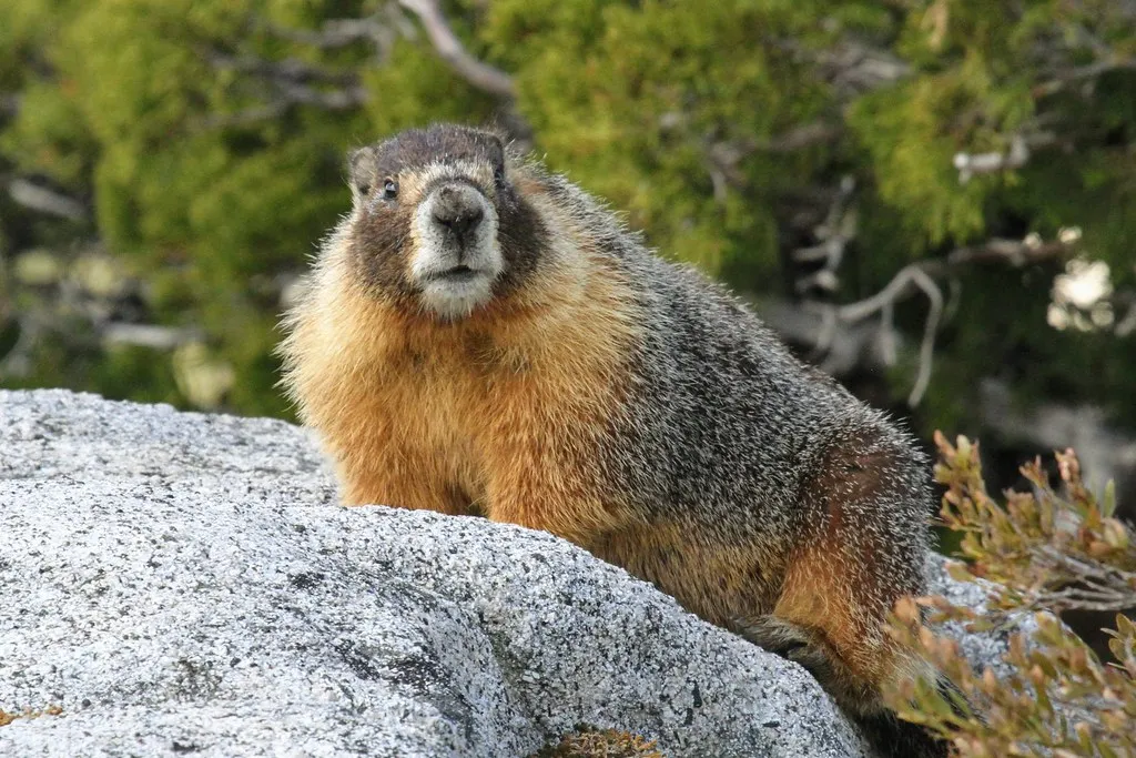 Idaho: Alpine Abundance (Greg Schechter, Flickr, CC BY 2.0)