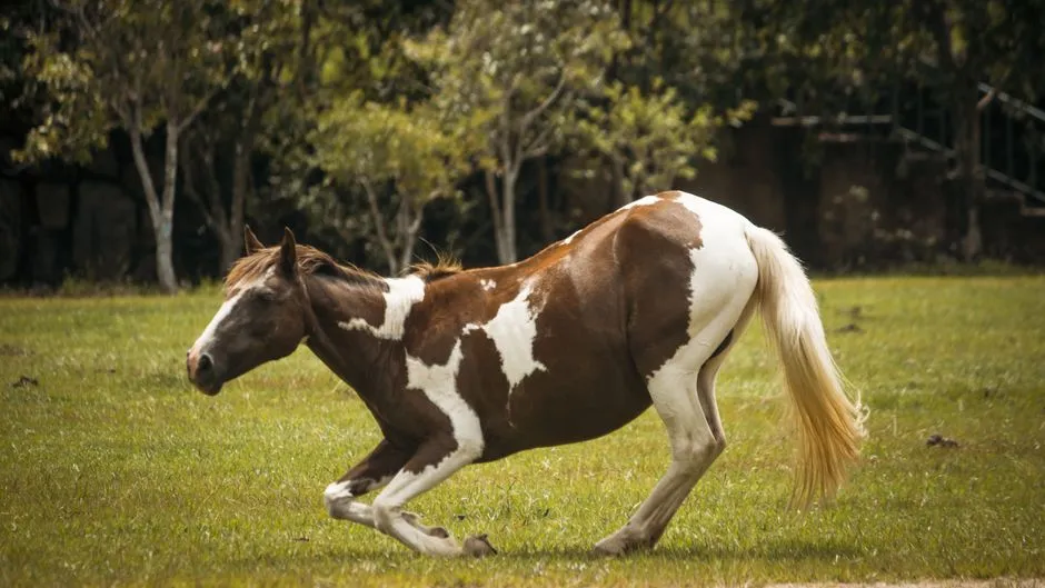 17. The Horse That Never Truly Rests (Image Credits: Pexels)