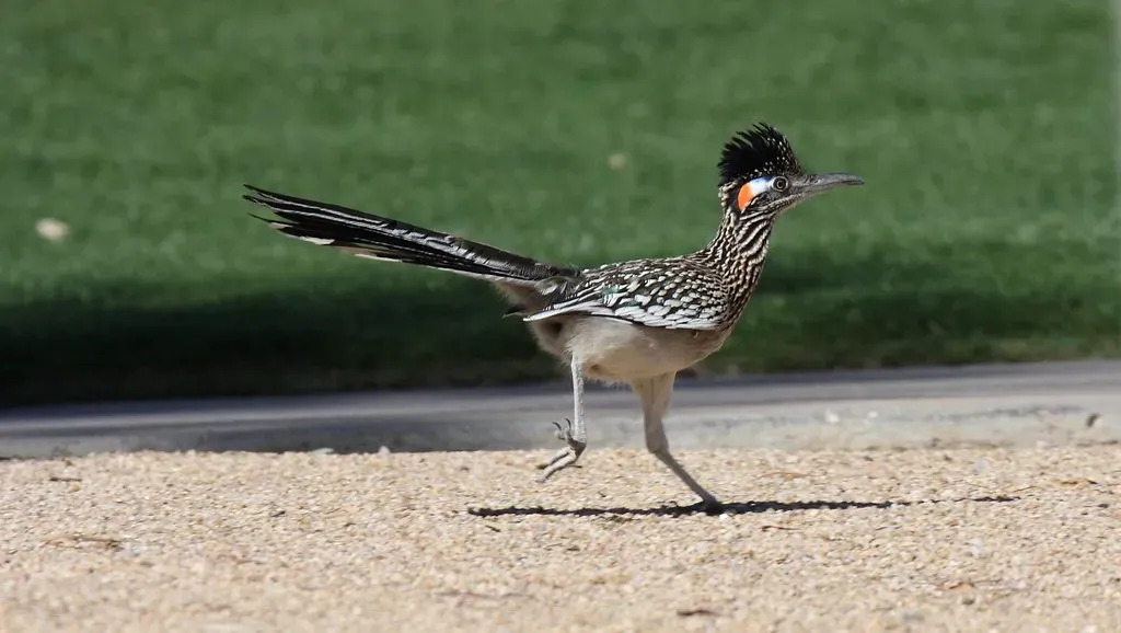 Greater Roadrunner (Dominic Sherony, Flickr, CC BY-SA 2.0)
