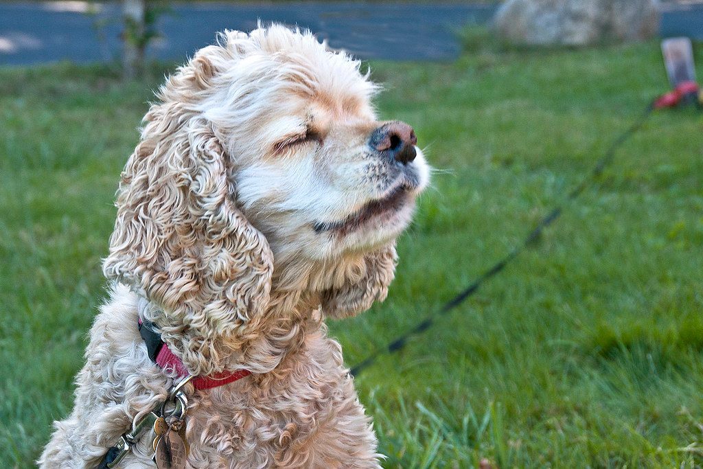 How Your Dog's Unique Senses Shape Their Dreams (Image Credits: Flickr)