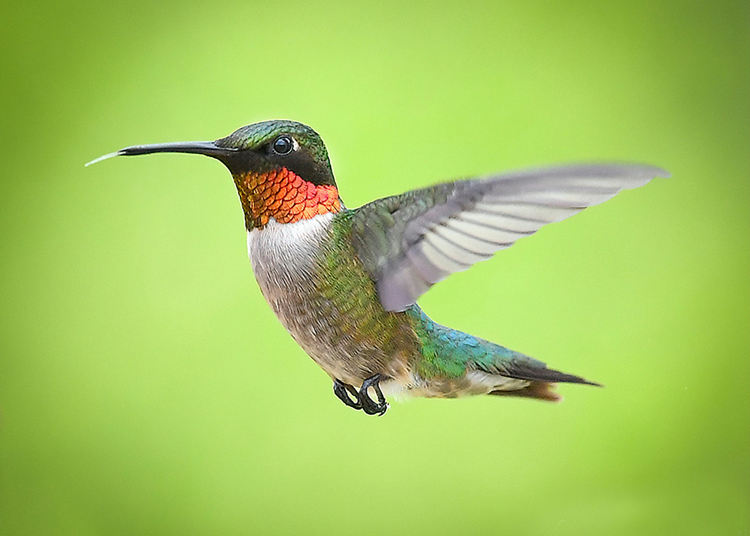 What It Means When a Hummingbird Hovers Directly in Front of Your Face and Does Not Move - According to Indigenous Tradition From the American Southwest