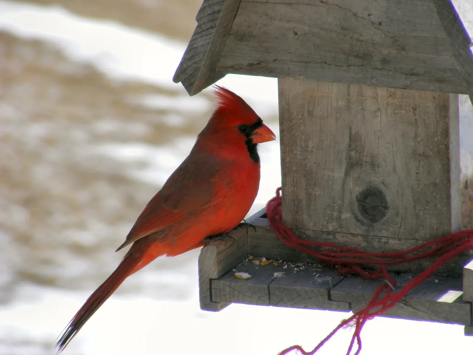 #8 - Letting Aggressive Bully Species Take Over the Feeder (By Torindkflt, CC BY 3.0)