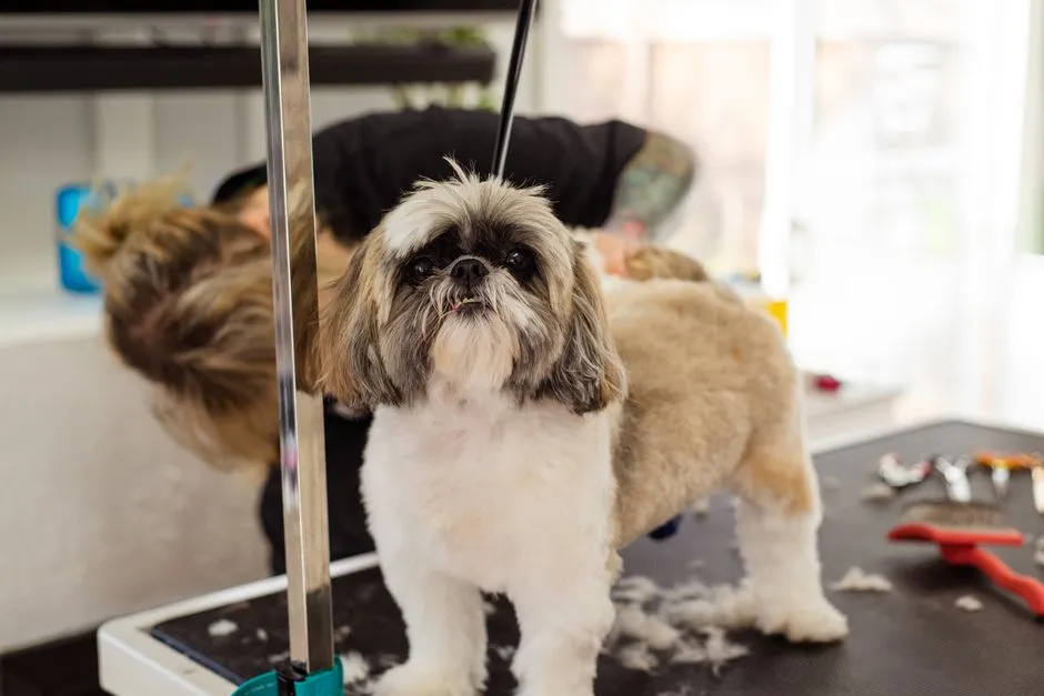 #15 - Shih Tzu: The Topknot Hiding a Disaster (Image Credits: Pexels)