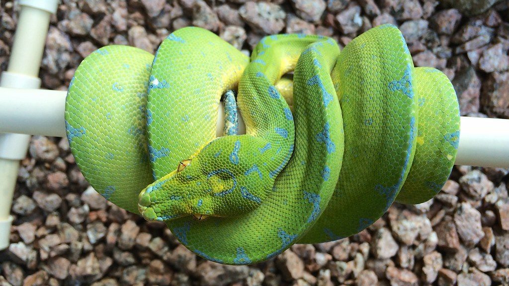 Scorpio: The Mysterious Snake (Image Credits: Flickr)