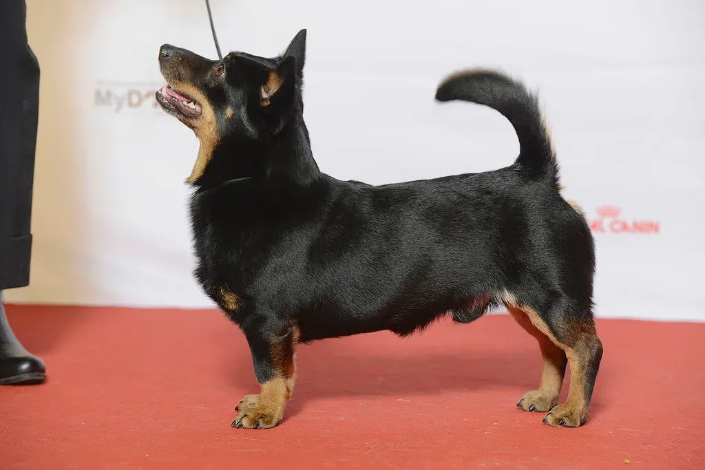 1. Lancashire Heeler: The Science-Backed Champion of Longevity (Svenska Mässan, Flickr, CC BY 2.0)