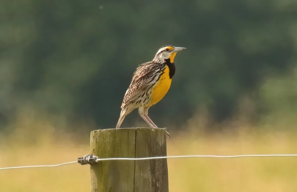 #12 - Eastern Meadowlark: The Fence-Post Singer That Ran Out of Fences (fishhawk, Flickr, CC BY 2.0)