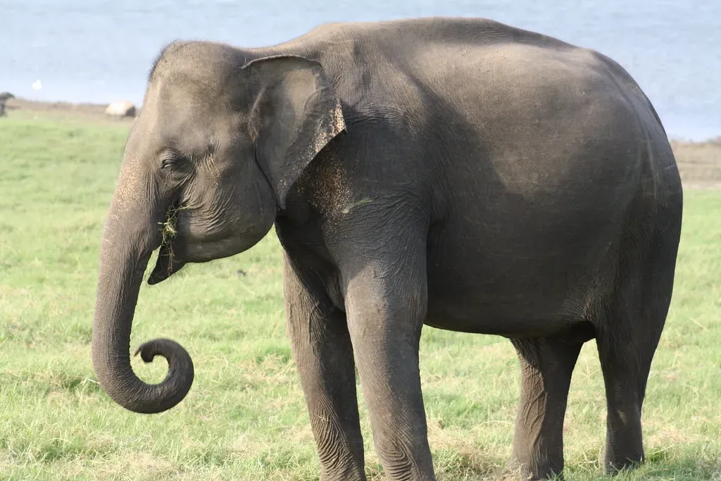 7. The Asian Elephant: A Giant With a Surprisingly Subtle Voice (shankar s., Flickr, CC BY 2.0)