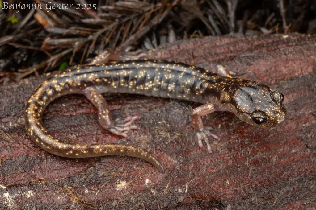 Wandering Salamander: The Lungless Tree Climber (Image Credits: Flickr)