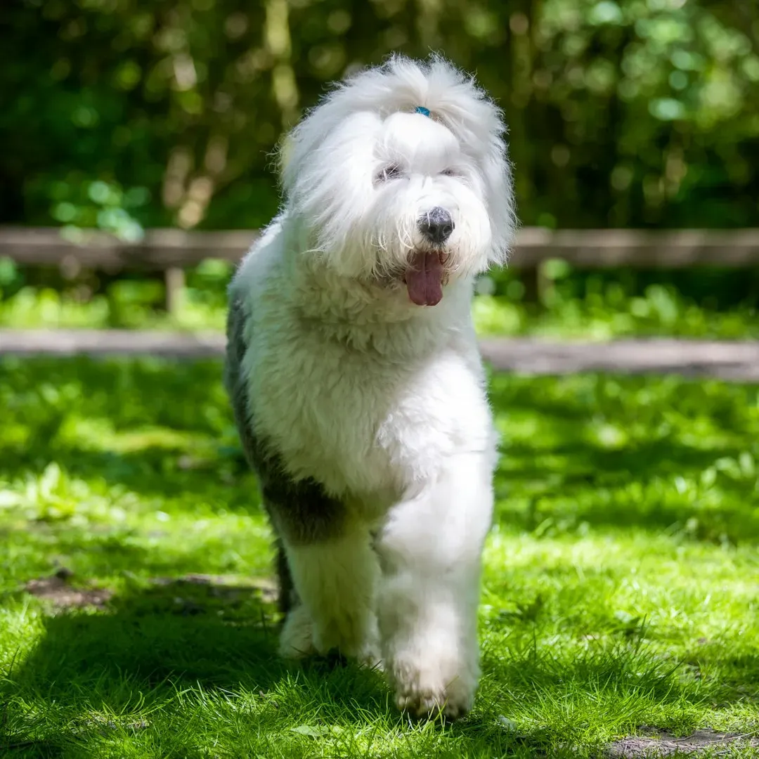 #11 – Old English Sheepdog (Image Credits: Unsplash)