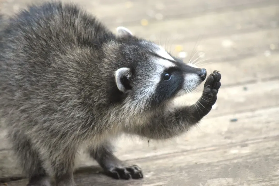 Raccoons Are Not the Aggressive Menaces They're Made Out to Be (Image Credits: Unsplash)