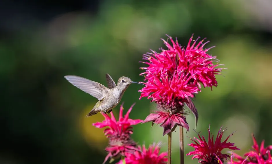 #11 - Bee Balm Patches That Hummingbirds Treat Like Personal Feeders (Image Credits: Pexels)