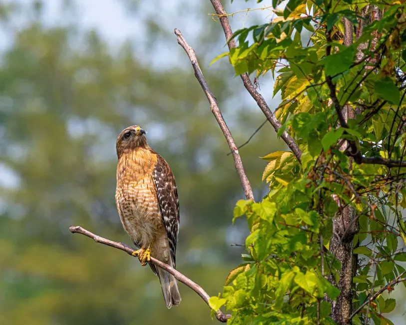 How Weather and Seasons Influence This Behavior (Image Credits: Pexels)