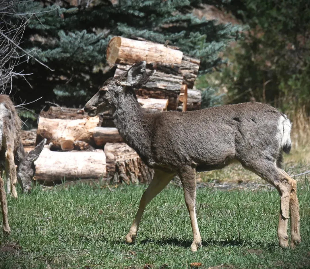 Wyoming Mule Deer: The Hidden Long-Distance Traveler (Image Credits: Unsplash)