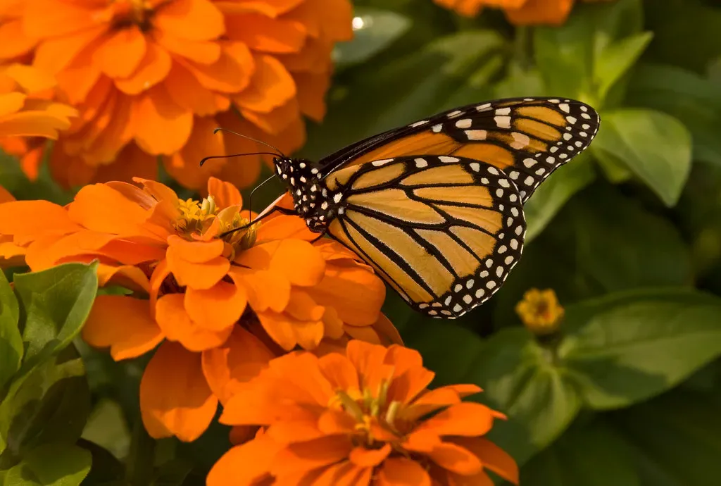 #8 Zinnia (Zinnia elegans) (Muffet, Flickr, CC BY 2.0)