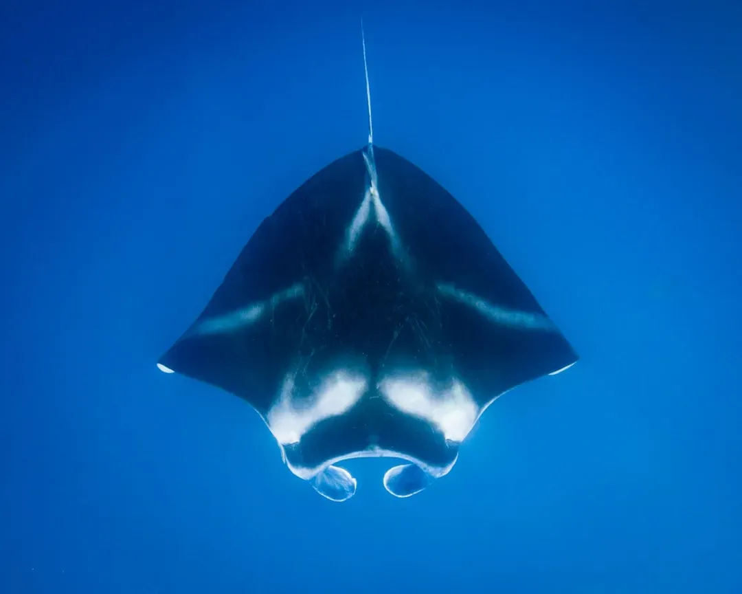 Remoras and Manta Rays: The Ultimate Hitchhiker (Image Credits: Unsplash)