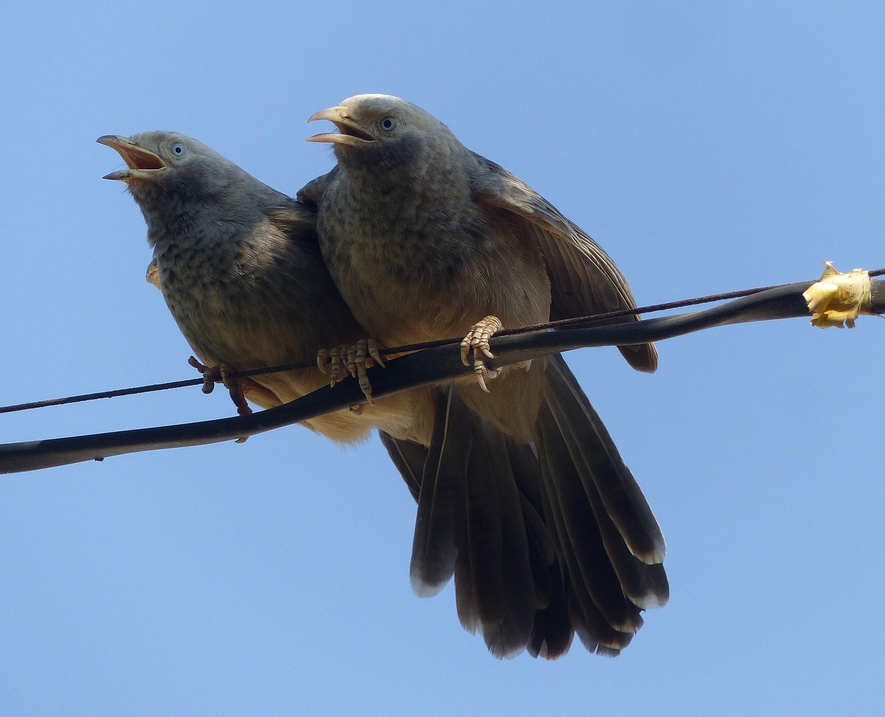 Aquarius: The Unique Cuckoo (Image Credits: Pixabay)