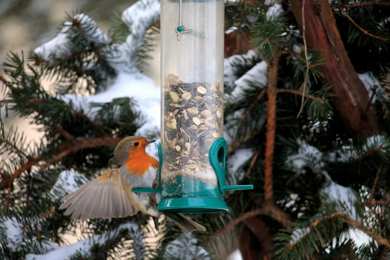 Set Up the Right Bird Feeders (Image Credits: Pixabay)