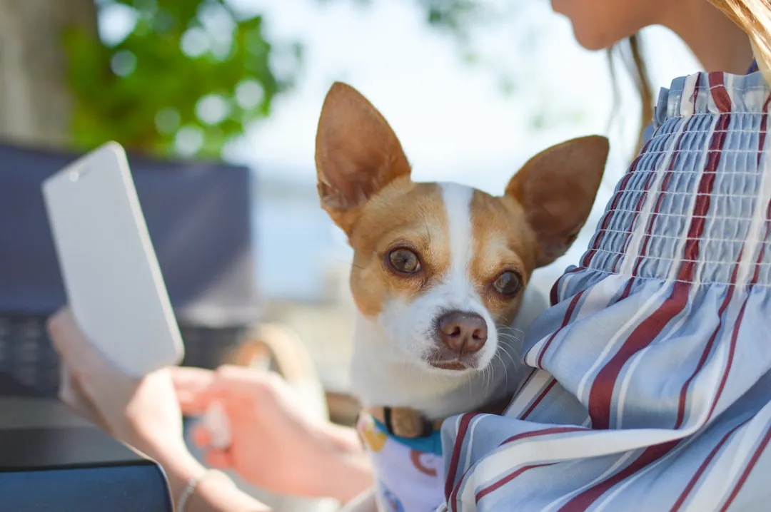 #12 - "Velcro" Chihuahuas Attached To One Lap (Image Credits: Unsplash)