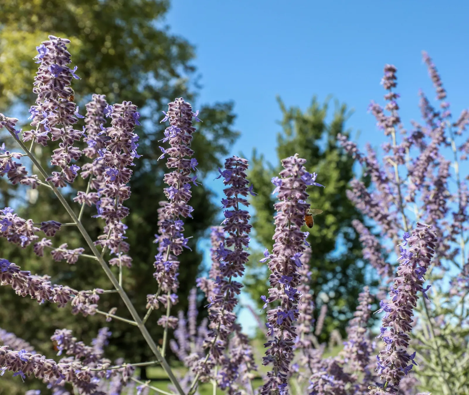 #25 - Russian Sage: The Silver-Leaved Perennial Bees Can't Resist (By Rationalobserver, CC BY-SA 4.0)