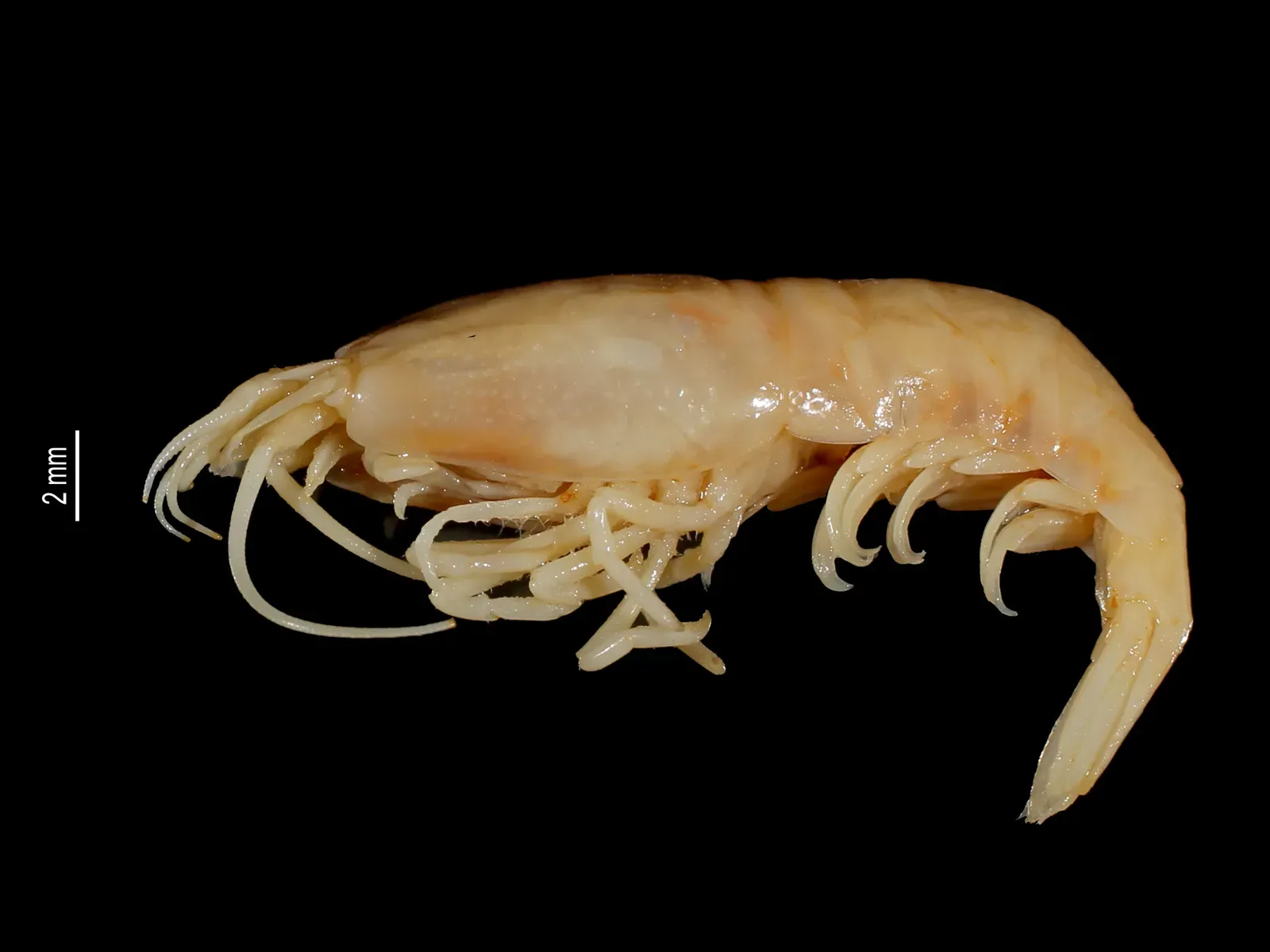 11. The Deep-Sea Shrimp: The Creature That Vomits Light (MNHN - Museum national d'Histoire naturelle (2020). The crustaceans collection (IU) of the Mus&eacute;um national d'Histoire naturelle (MNHN - Paris). Version 68.158. Occurrence dataset https://doi.org/10.15468/qgvvhd accessed via GBIF.org on 2020-03-24. https://www.gbif.org/occurrence/1839326307, CC BY 4.0)