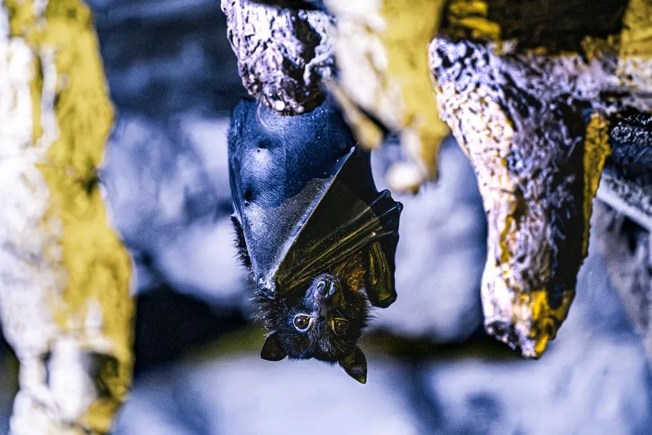 #4 - The Secret Recovery of the Indiana Bat in the Midwest (Image Credits: Pexels)