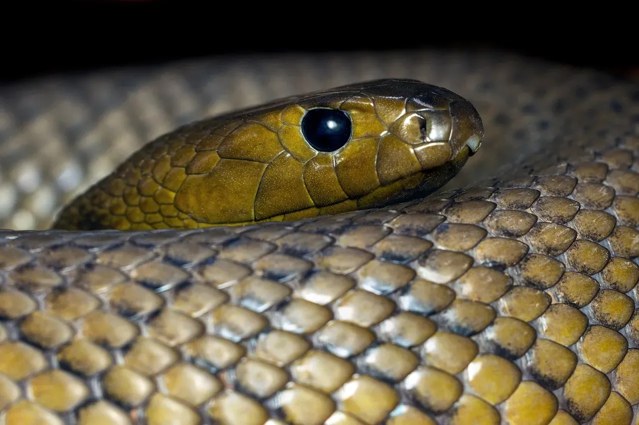 #10 Capricorn (December 22 &ndash; January 19): The Inland Taipan (Image Credits: Pixabay)
