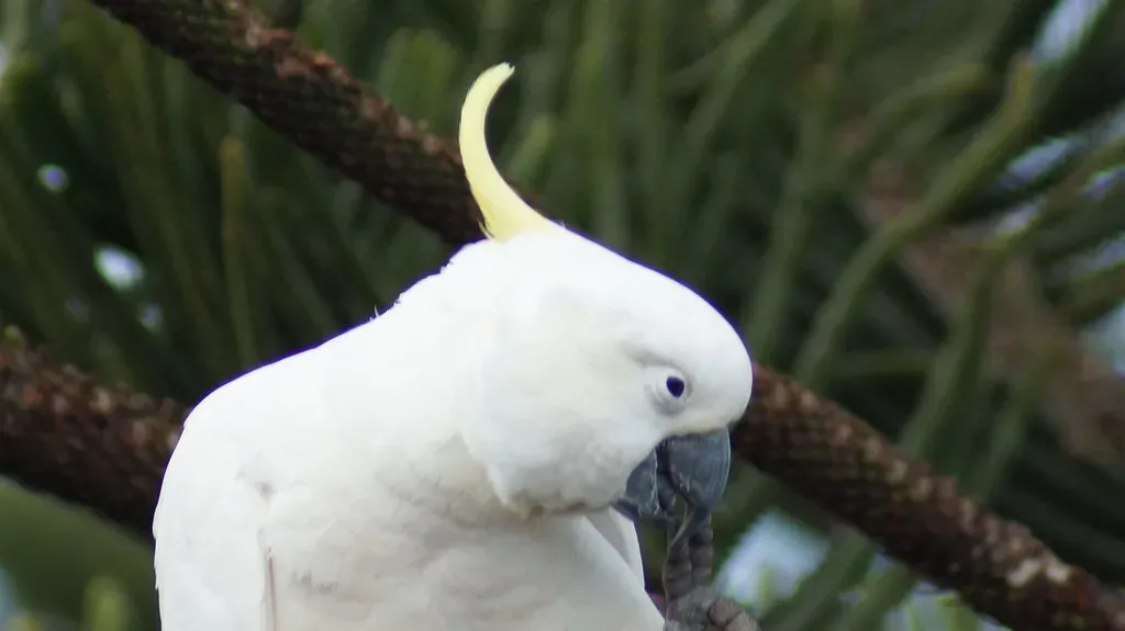 2. Cockatoo: The Escape Artist With a Sense of Humor (rggoldie, Flickr, CC BY 2.0)