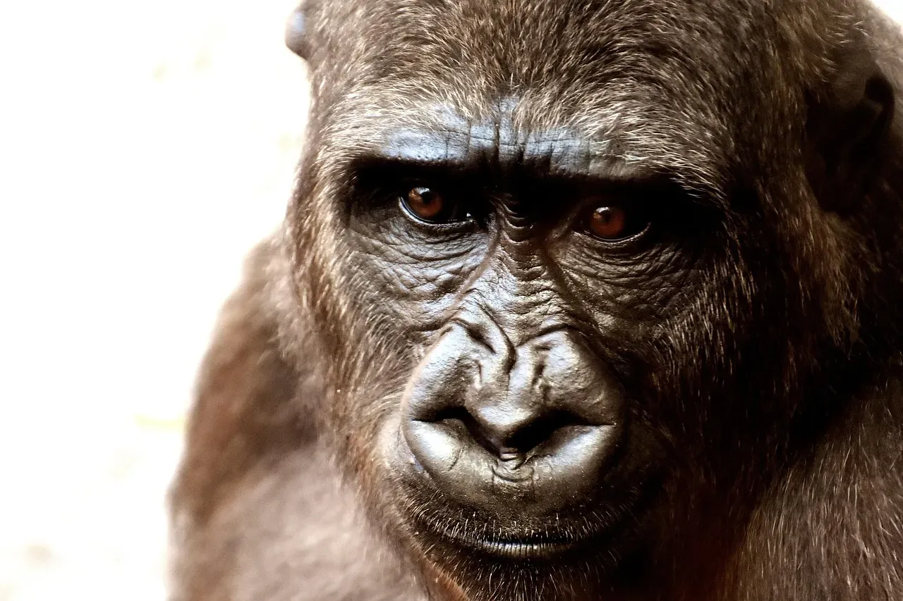 3. Binti Jua - The Gorilla Who Cradled a Child (Image Credits: Pixabay)