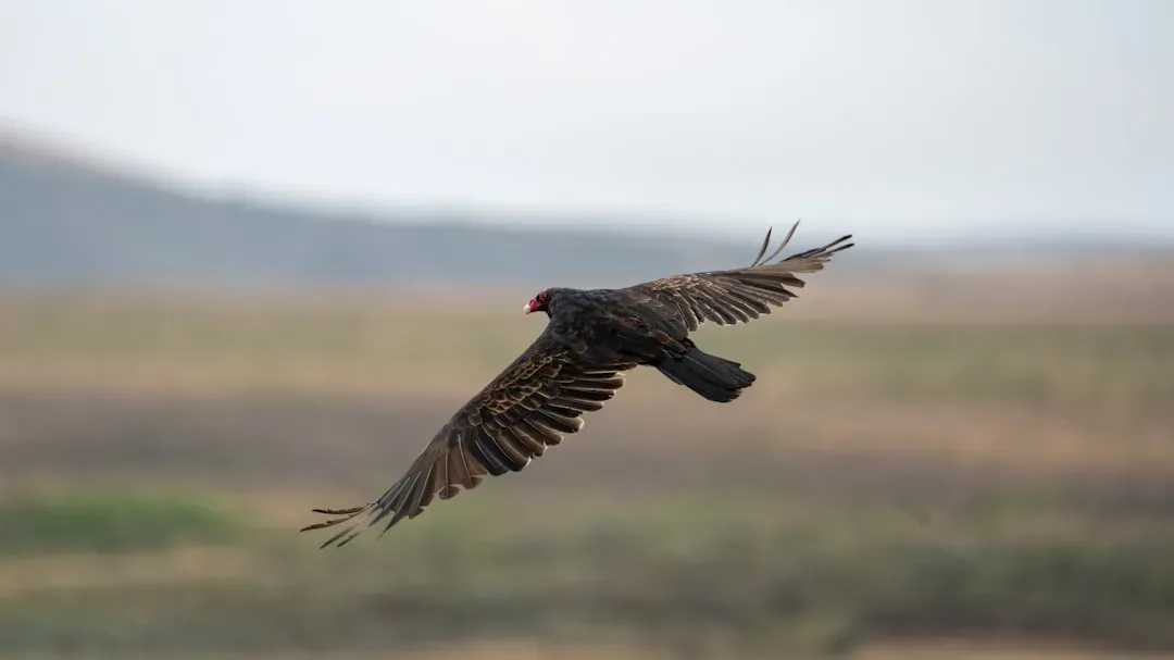 Conclusion: A Giant Bird, a Narrow Escape, and a Wider Hope (Image Credits: Unsplash)