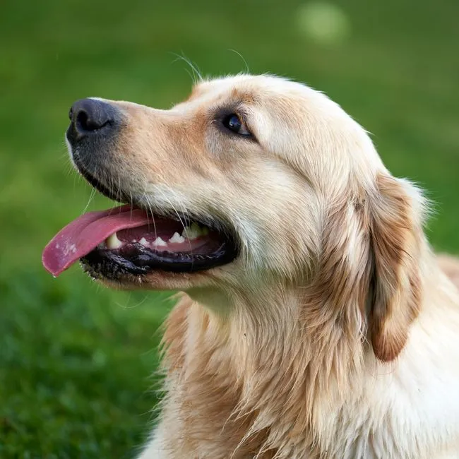 #17 - Golden Retriever: America's Favorite, Still Surrendered (Image Credits: Pexels)