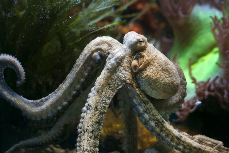 The Skin That Talks in Its Sleep (Image Credits: Pexels)