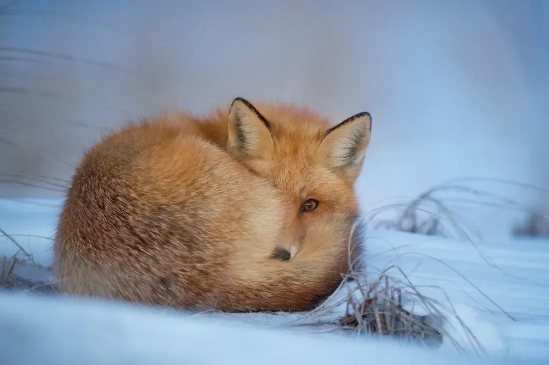 The Big Eat: How Animals Prepare for Hibernation (Image Credits: Unsplash)