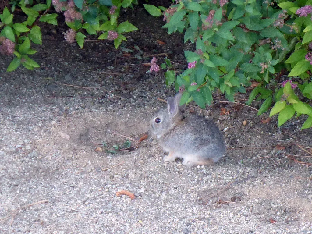 Conclusion: Build a Garden Rabbits Can Visit, Not Ruin (simonov, Flickr, CC BY-SA 2.0)