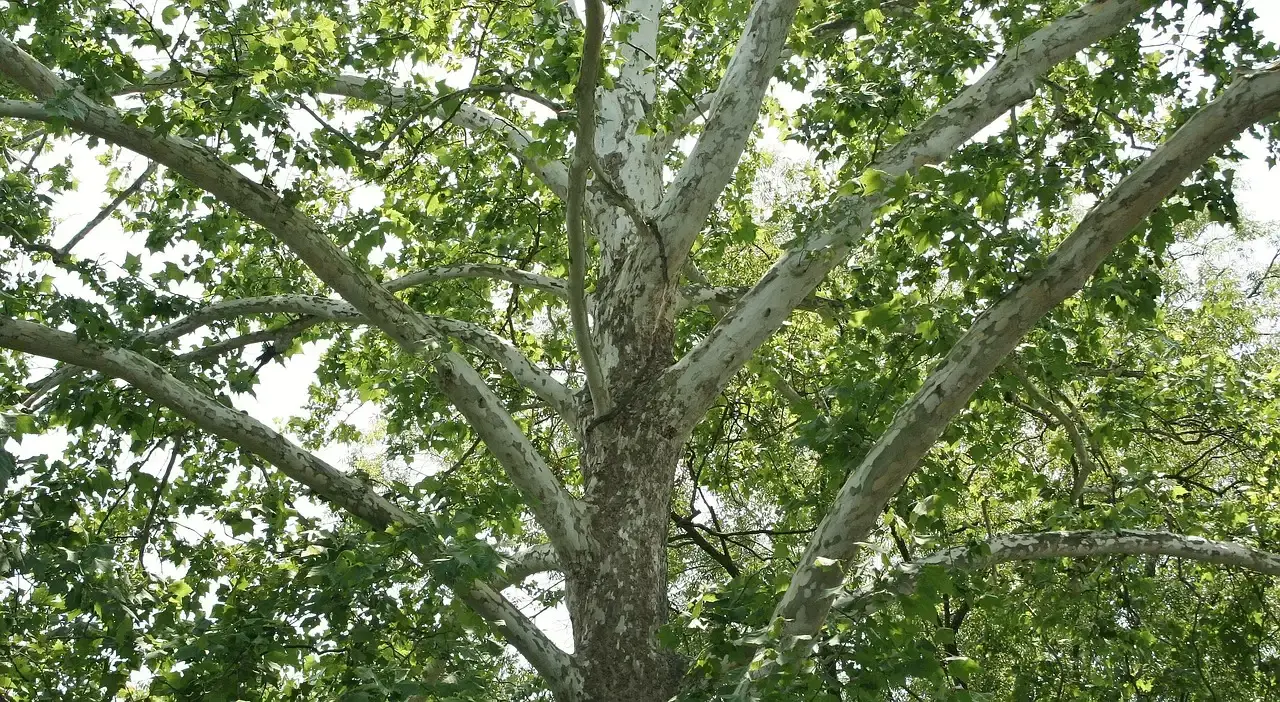 #8. American Sycamore (Platanus occidentalis) (Image Credits: Pixabay)