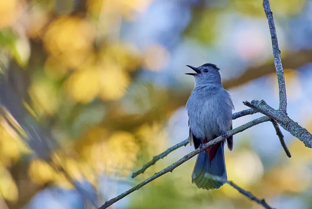 #12. Their Lifespan Is Surprisingly Long for a Small Songbird (TonySprezzatura, Flickr, CC BY-SA 2.0)