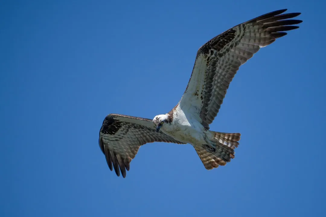 A Bird That Earned Every Advantage It Has (Image Credits: Unsplash)