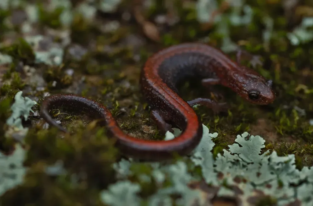 #10: They Are Living Indicators of Forest and Ecosystem Health (2ndPeter, Flickr, CC BY 2.0)