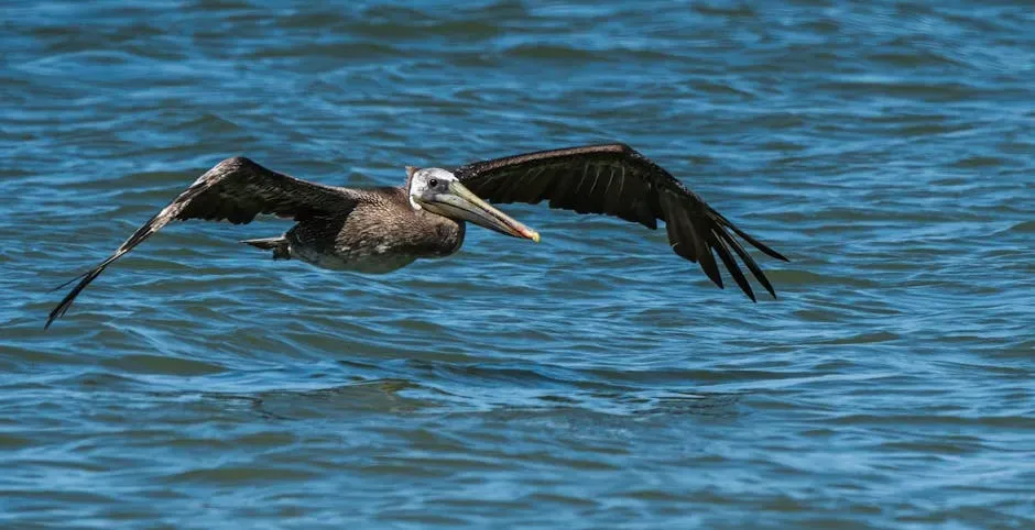 The Brown Pelican: A Delisted Bird Still Patrolling the Coast (Image Credits: Pexels)