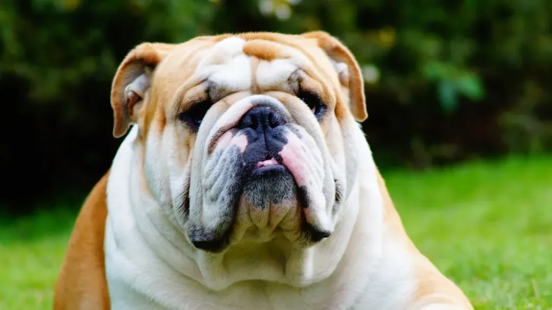#2 English Bulldog (Image Credits: Unsplash)
