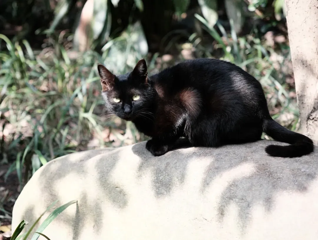 Virgo (August 23 &ndash; September 22): The Black-Footed Cat (Image Credits: Unsplash)