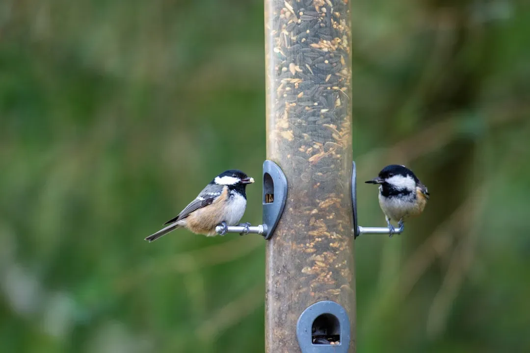 Feeding Birds Can Actually Disrupt Their Natural Behavior (Image Credits: Unsplash)