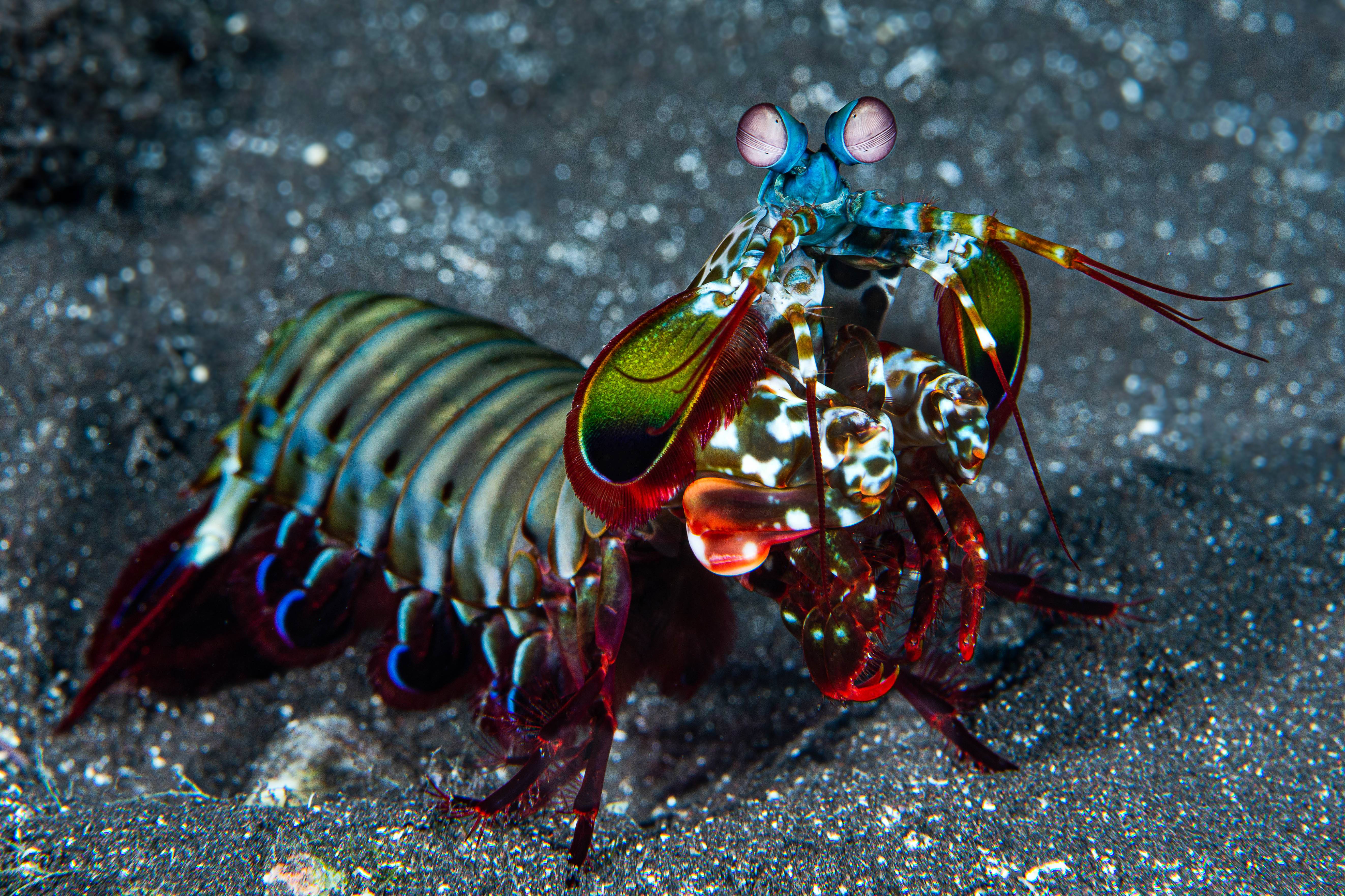 Mantis Shrimp: The Ultimate Color Champion (Image Credits: Wikimedia)