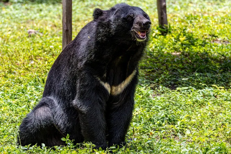 Capricorn (December 22 &ndash; January 19): The Black Bear (Image Credits: Pexels)
