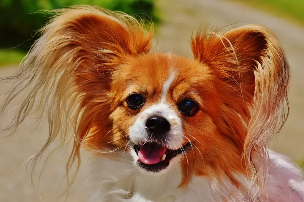 Papillon (Image Credits: Rawpixel)