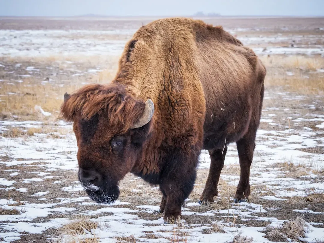 The Keystone Giant: Why Bison Are So Much More Than Just Big Animals (Image Credits: Unsplash)