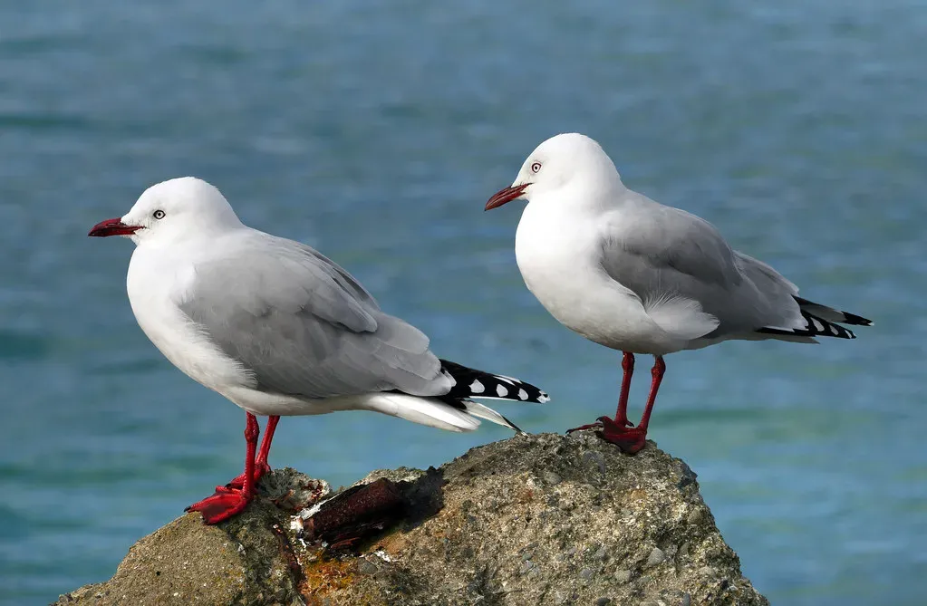 Coastal and Grassland Nesters Face Compounded Threats (Image Credits: Flickr)