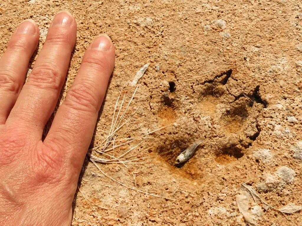 Understanding Coyote Travel Patterns (treegrow, Flickr, CC BY 2.0)